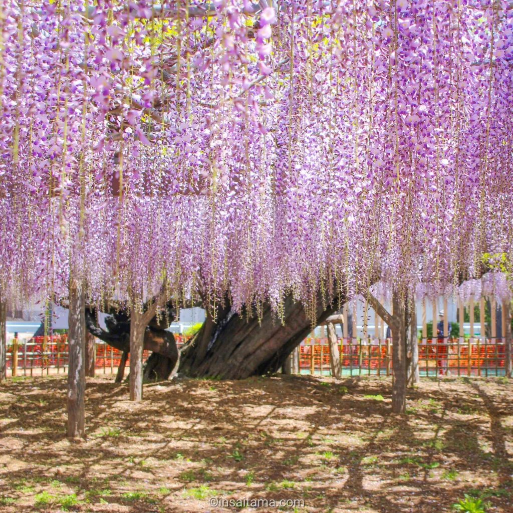 ⛩️ 다마시키 신사(타마시키 진자) 이미지 9